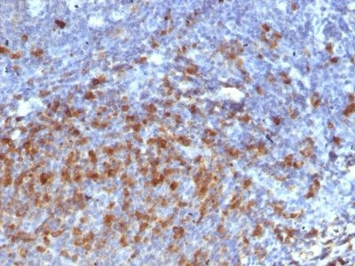 Anti-IgG Immunoglobulin(IG266), CF488A conjugate, 0.1mg/mL