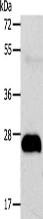 Anti-AGPAT2