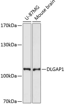Anti-DLGAP1