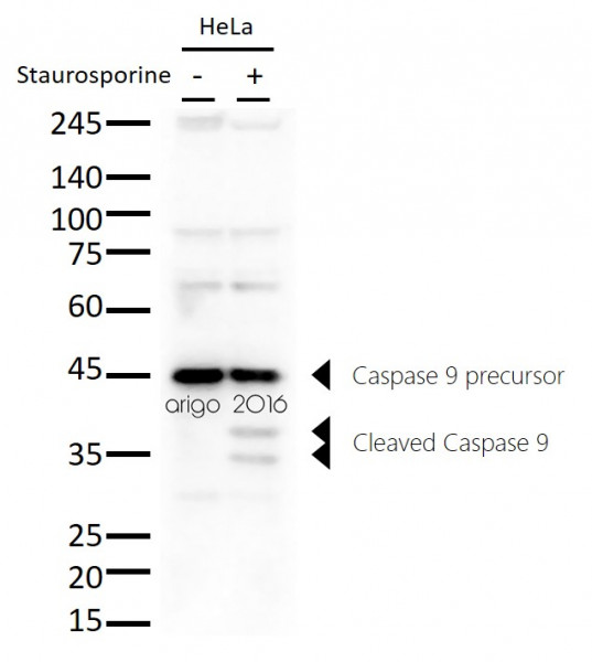 Anti-Caspase-9, clone 1D1-F2-E9
