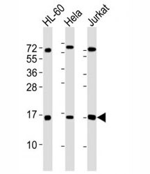 Anti-SUMO1, clone 66AT1273.94