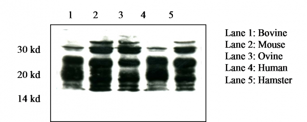 Anti-Prion Protein - SAF 70