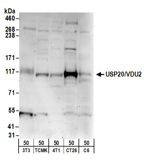 Anti-USP20/VDU2