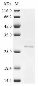 Adenylate kinase isoenzyme 4, mitochondrial (AK4), human, recombinant