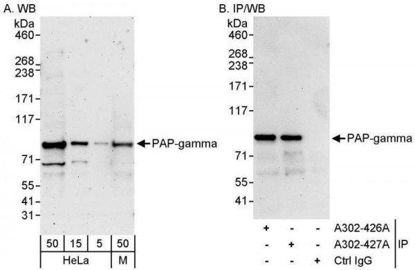 Anti-PAP-gamma