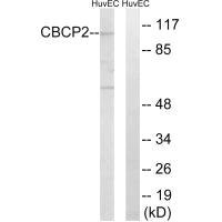 Anti-AGBL2