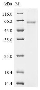 Small proline-rich protein 2B (Sprr2b), mouse, recombinant