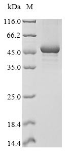 ELAV-like protein 4 (elavl4), Xenopus tropicalis, recombinant