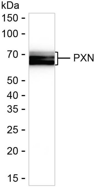 Anti-Paxillin