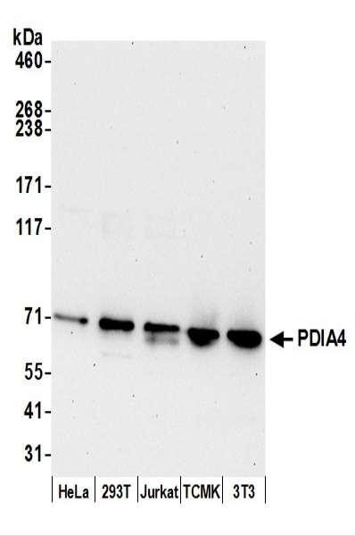 Anti-PDIA4/ERP72