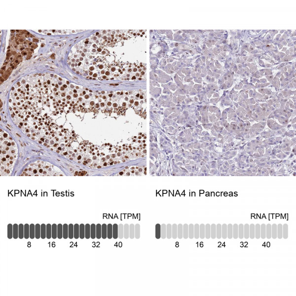 Anti-KPNA4