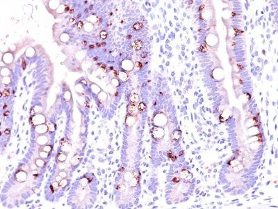 Anti-MUC2(CCP58), CF568 conjugate, 0.1mg/mL