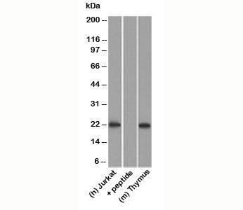 Anti-CD3e