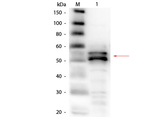 Anti-FIBRINOGEN (Human Plasma), Biotin Conjugated