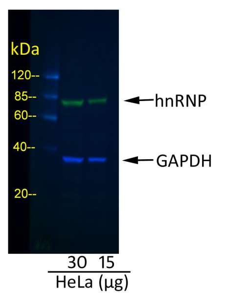 Anti-Goat IgG-heavy and light chain cross-adsorbed, DyLight(R) 488 conjugated