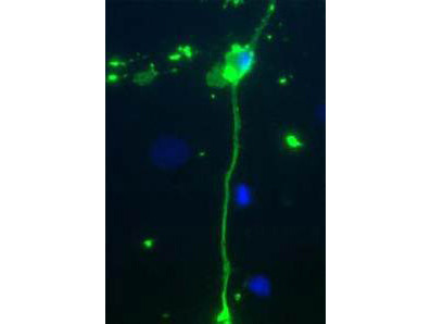 Anti-Myelin Basic Protein (MBP)