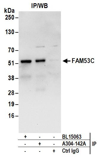 Anti-FAM53C