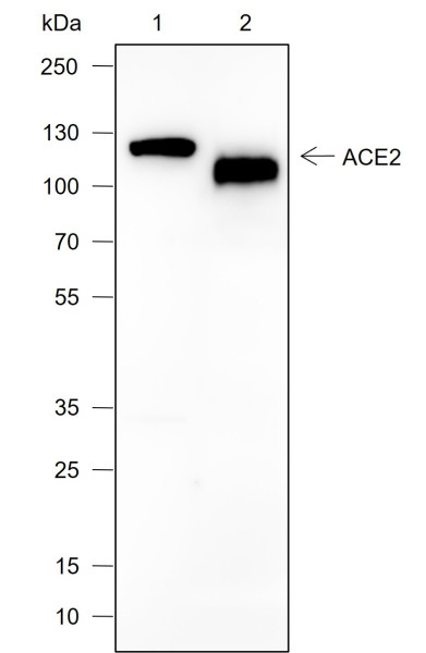 Anti-Recombinant ACE2, clone A708