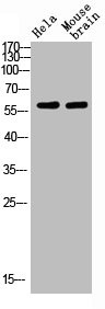 Anti-SLC6A1