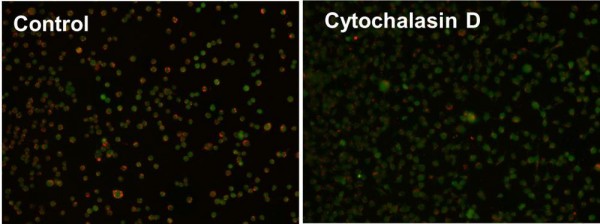 Cell Meter(TM) Fluorimetric Phagocytosis Assay Kit *Red Fluorescence*