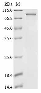 Cullin-3 (CUL3), human, recombinant