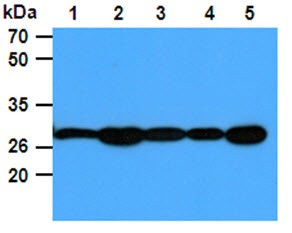 Anti-PGAM1, clone 1G4