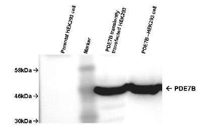 PDE7B-HEK293 human recombinant cell line, 1x10(6) cells