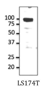 Anti-ATP1A1 / Na+ K+ ATPase alpha 1