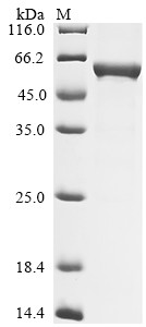 Glial fibrillary acidic protein (Gfap), rat, recombinant