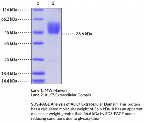 ALK7 Extracellular Domain (human, recombinant)