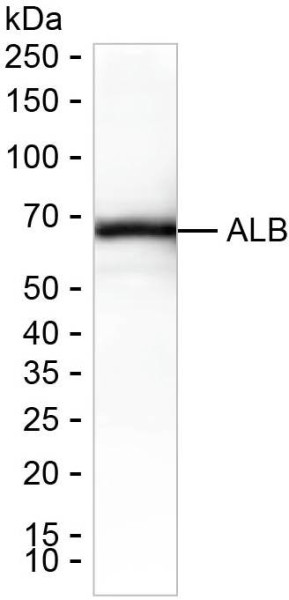Anti-Albumin