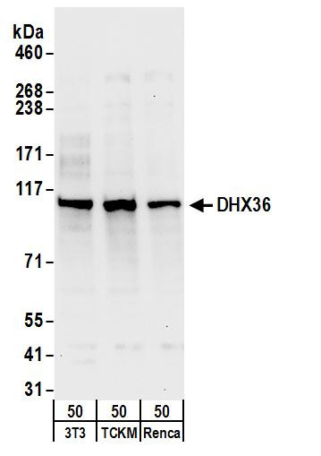 Anti-DHX36
