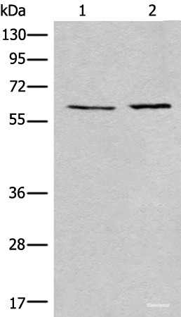 Anti-USP14