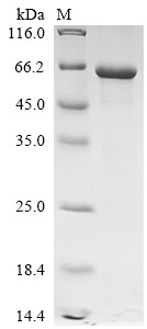 Cocaine esterase (CES2), human, recombinant
