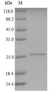 Kita-kyushu lung cancer antigen 1 (CT83), human, recombinant