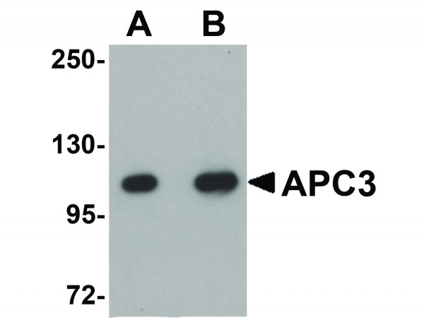 Anti-APC3