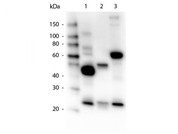 Anti-Human IgG IgA IgM (H&amp;L) [Goat] Peroxidase conjugated
