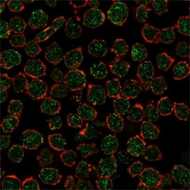 Anti-RXR beta / RXRB, clone PCRP-RXRB-2B6