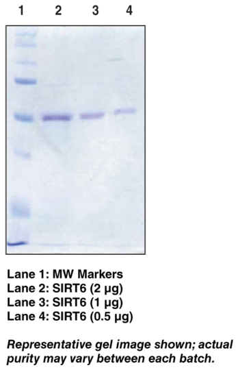 SIRT6 (human, recombinant)