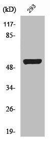 Anti-SMAD3