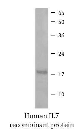Human IL7 recombinant protein (Active)