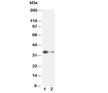Anti-Arginase 1