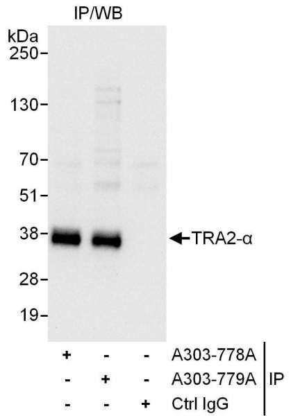 Anti-TRA2-alpha
