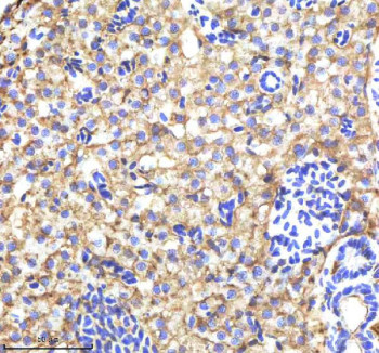 Anti-Zebrafish Alcama / Neurolin