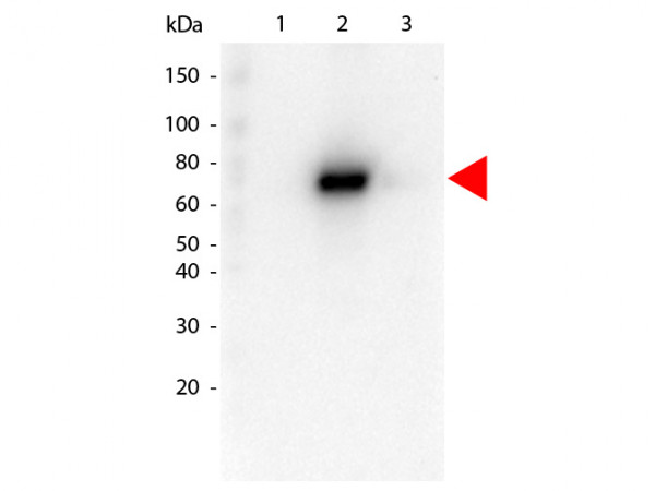 Anti-AKT2, clone 16G11.E8