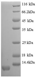 C-X-C motif chemokine 11 (Scyb11), partial, mouse, recombinant