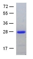 Arl1 Q71L mutant (ADP-ribosylation factor-like 1, ARFL1), human, recombinant full length, His6-tag [