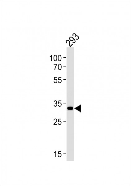 Anti-STUB1 / CHIP