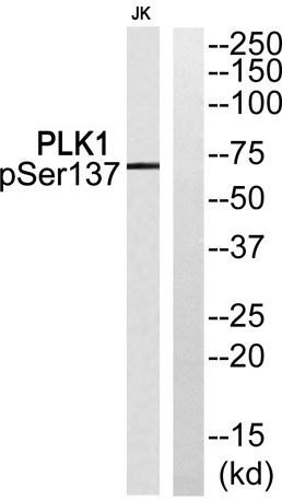 Anti-phospho-Plk1 (Ser137)