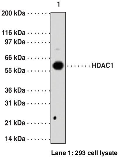 Anti-HDAC1